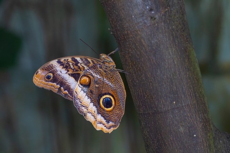 PAPILLON-30.jpg